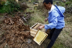 然土蜂蜜養在深山人未識之跟進·土蜂蜜受熱捧一天賣3000斤