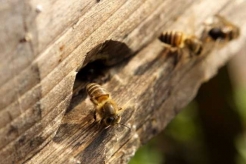 蜜蜂的養殖設備