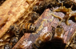 蜜蜂養殖夏季管理
