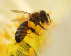 蜜蜂四個形態