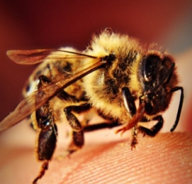 蜜蜂具體分工-蜂王