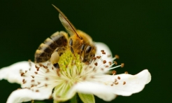 蜂蜜容易變質么？這些是你應該了解的