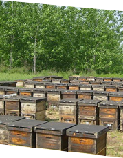 養蜂場養蜂